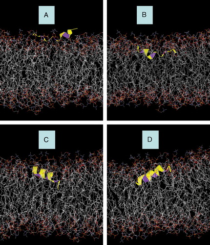 Figure 3.  Snapshots of AFR1p in a mixed DOPC/DOPG bilayer. (A) Model A after 3.9 ns of MD simulation with an NPT ensemble. (B) Model B after 3.9 ns of MD simulation with an NPT ensemble. (C) Model C after 0.5 ns of MD simulation with an NPT ensemble. (D) Model D after 0.5 ns of MD simulation with an NPT ensemble. The peptide is displayed with a yellow colouring. The phenylalanine residues are represented with purple colouring. Water molecules and Na+ counter-ions are deleted for greater clarity.