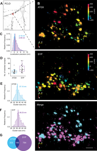Figure 7. 3D resolution by Minflux nanoscopy of individual vesicles in synapses reveals that ATG9 and SYP vesicles represent distinct populations. (A) overview of the distribution of presynaptic regions in cultured hippocampal neurons, marked by the active zone protein PCLO. Scale bar: 10 μm (B) Minflux raw images of the zoomed-in region from A (red box) showing 3D localizations of ATG9 (top) and SYP (middle) and the merge (bottom). While the top and middle images are color coded by the positions of the localizations in the z-axis, the bottom (merged) image shows distinct color codes for ATG9 (magenta) and SYP (purple) localizations. Scale bar: 100 nm. (C) histogram showing the distribution of the combined (axial and lateral) localization precision (standard error of the mean) for ATG9 and SYP. (D) box plot quantifying the number of detected ATG9 and SYP vesicles per synapse (n = 4 independent experiments). (E and F) histogram showing the size distribution of ATG9 and SYP vesicles. (G) Venn diagram showing the overlap between ATG9 and SYP vesicles (32.2% of ATG9-containing vesicles carry SYP and 15.6% of SYP vesicles carry ATG9). The numbers in the diagram quantify ATG9 and SYP vesicles as determined by cluster analysis of individual fluorophores (see Materials and Methods).