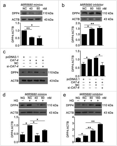 Figure 9. The protein level of DPP4 was negatively regulated by MIR5680. (a,b) VECs were transfected with MIR5680 mimics or inhibitor for 48 h. (c) VECs were transfected with pcDNA3.1 or CA7-4 (0.1 μg/ml); co-transfected with CA7-4 (0.1 μg/ml) and NC or si-CA7-4 (60 nM) for 48 h. (d,e) After transfection with NC, MIR5680 mimics or inhibitor overnight, VECs were treated with HG for 48 h. Western blot analysis of DPP4 level. (*, p < 0.05; **, p < 0.01; n = 3.).