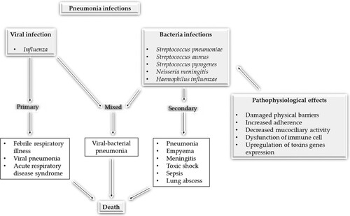 Figure 3. Pathogenesis of pneumonia disease using some bacterial pathogens and influenza as representative of bacterial and viral pneumonia pathogenesis. Adapted from Brundage (Citation2006).