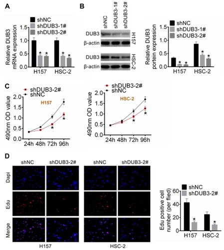 Figure 2 Effects of DUB3 on the proliferation of OSCC cells. (A and B) DUB3 gene (A) and protein (B) were measured by qRT-PCR and Western blot assay, respectively, to investigate the knockout efficiency of DUB3 shRNA. Next, shNC or shDUB3-2# were transfected into both H157 and HSC-2 cells. (C) The cell viability of H157 and HSC-2 were examined by MTT assay. (D) The proliferation of OSCC cell lines was detected by EdU assay. Red: the developed cells were stained with EdU. Blue: the nuclear of all cells were stained with DAPI. The EdU positive cell number was counted using the Image J software. shNC was recognized the control for DUB3 shRNA, *p < 0.05 vs shNC group.