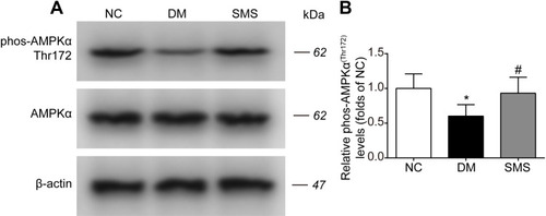 Figure 6 SMS restored AMPK activation in DM rats. The phosphorylation level of AMPKα in heart tissues from different groups was detected by Western blot assay. Representative bands were shown in (A) Phosphorylation levels of AMPKα (B) were normalized to NC. The results were presented as mean ± SD (n = 6). *p<0.05 vs the NC group, # p<0.05 vs the DM group.