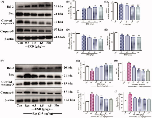 Figure 9. The expression of apoptotic proteins in the hippocampus in both the behavioural despair model and the reserpine-induced pharmacological model. A: Determining the levels of Bcl-2, Bax, cleaved caspase-3, caspase-8, and β-actin in the hippocampus of mice in the despair model with Western blotting. B–E: Ratios of Bcl-2, Bax, cleaved caspase-3, and caspase-8 to β-actin in the hippocampus of mice in the despair model. F: Determining the levels of Bcl-2, Bax, cleaved caspase-3, caspase-8, and β-actin in the hippocampus of mice in the reserpine-induced pharmacological model with Western blotting. G–J: Ratios of Bcl-2, Bax, cleaved caspase-3 and caspase-8 to β-actin in the hippocampus of mice in the reserpine-induced pharmacological model. Data are presented as the mean ± SD, n = 3. *p < 0.05, **p < 0.01, and ***p < 0.001 versus Cort treatment; ##p < 0.01 and ###p < 0.001 versus control.