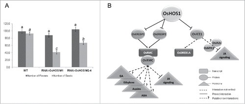 Figure 1. Rice HOS1 as a putative regulator of developmental and stress-response pathways. (A) Graphical representation of the total number of flowers and total number of seeds per panicle of rice plants grown under semi-controlled conditions in a glasshouse (natural photoperiod between June-June–October 2015; Oeiras, Portugal). Glasshouse GPS coordinates N 38°41.770, W 009°19.247. Values represent means ± SE (n = 30 panicle per line). Statistical analysis was performed using ANOVA One-way analysis. The different letters above the bars (underlined letters for the number of seeds analysis) represent statistically significant differences between the different groups using Tukey's analysis (p < 0.01). (B) Schematic representation of the pivotal regulatory influence of OsHOS1. Lines represent proved interactions. Dashed lines represent influence not fully validated. Dashed lines with question mark (?) represent new hypothetical interactions.