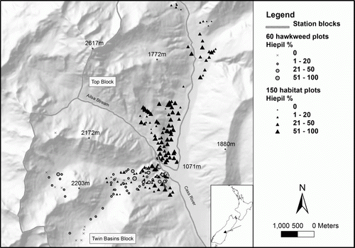 Figure 1  Map of Upper Cass River valley, near Tekapo, depicting the two sets of plots and abundance of Hieracium pilosella.