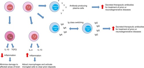 Figure 4 The potential roles of CD4+ cells in prion disease.