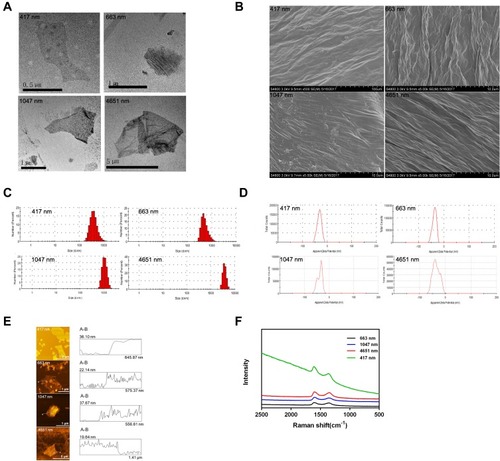 Figure 1 Characterization of graphene oxide nanoparticles. (A) TEM images of GO NPs; (B) SEM images of GO NPs. Scale Bars: 100 µm (for 417 nm)10.0 µm (for 663=nm,1047 nm and 4651nm); (C) Size distributions of GO NPs in water; (D) Zeta potentials of GO NPs in water; (E) AFM images of GO NPs; (F) Raman spectra analysis of the GO NPs.