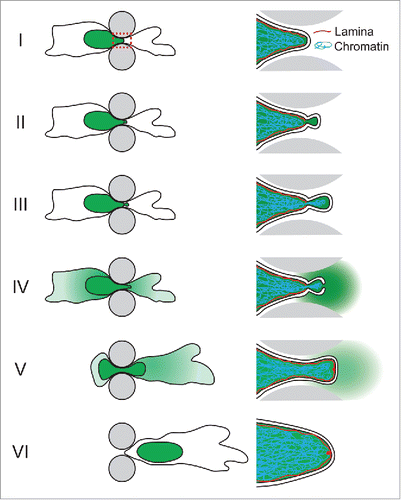 Figure 1. Schematic depiction of NE rupture sequence during cell migrating through an engineered constriction (gray pillars) mimicking confining interstitial spaces. The nucleus containing NLS-GFP is indicated in green. Right side: close-up of the area indicated in the red dashed box in panel I, containing the leading edge of the nucleus where the NE rupture occurs. (I) The nucleus enters the constriction. (II) Formation of a nuclear membrane bleb at the site of a local defect in the nuclear lamina. (III) The membrane bleb expands and chromatin can enter the bleb through the nuclear lamina opening. (IV) NE rupture results in collapse of the nuclear bleb and spilling of NLS-GFP into the cytoplasm. (V) Following NE repair, NLS-GFP is gradually re-imported into the nucleus. A small ‘lamin scar’ remains at the location of NE rupture. (VI) The cell has passed the constriction and nucleo-cytoplasmic compartmentalization has been restored.