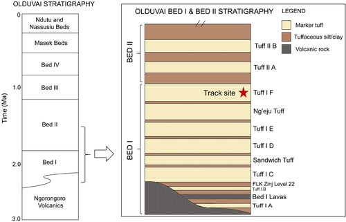 Figure 3. A simplified stratigraphic column for Bed I and Lower Bed II at Olduvai Gorge (based on geological information from Reck, Citation1914, Hay, Citation1963, Citation1976, Leakey, Citation1978a, McHenry, Citation2012, Bibi et al., Citation2018, and Uno et al., Citation2018).