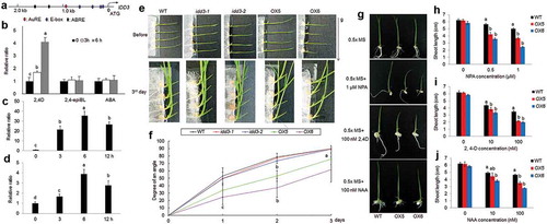 Figure 3. Auxin-dependent levels of IDD3 and IDD3 overexpression phenotype