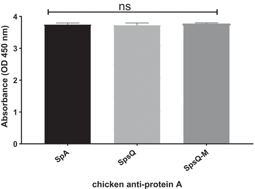Figure 3. HRP-conjugated chicken anti-protein a recognizes and binds to recombinant SpsQ, SpsQ-M and commercial S. aureus SpA. The values represent averages from three independent experiments. (*P < 0.05 was considered significant). There was no statistically significant difference between any sample P > 0.05 (ns).