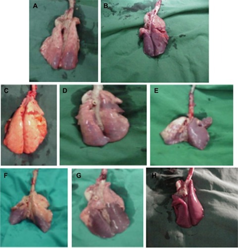 Figure 5 Representative photographs of the appearance of lungs of Synsurf- (A and B), Curosurf®- (C–E), and saline-treated lambs (F–H).