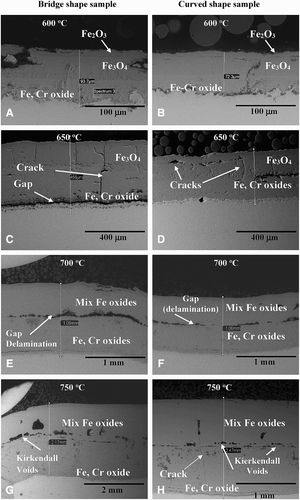 9 Cross-section microstructures developed on the T23 bridge and curved shaped samples; after 1000 hours