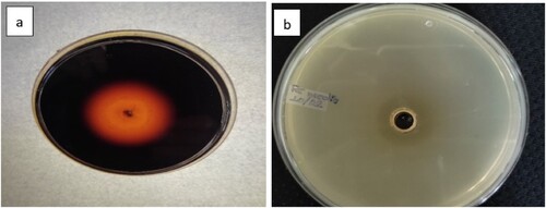 Figure 2. Test for (a) amylase activity by starch hydrolysis test; halozone formed by isolate on starch agar media flooded with iodine (b) pectinase activity halozone formed by isolate on pectin media flooded with 1:1 v/v HCl.