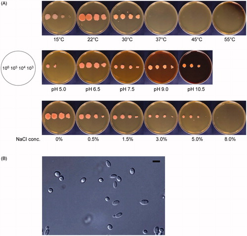 Figure 2. Growth and morphological characteristics of PH-Gra1. (A) PH-Gra1 spores were sequentially diluted (106, 105, 104, and 103 in 5 μl H2O), inoculated on YPD media, and cultured at different temperatures, pH, and NaCl concentrations. PH-Gra1 exhibited optimum growth at 22 °C, pH 6.5 without addition of NaCl to the media; (B) Microscopic images of budding yeast cells of PH-Gra1 cultured at 28 °C on YPD. Scale bar = 10 μm.