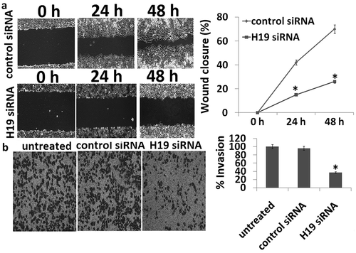 Figure 2. Scratch wound and transwell migration assay. (a) The wound healing ability for the transfectants was measured by wound healing assay. The control siRNA had a higher wound healing ability than that of H19 siRNA. (b) Representative bright-field images of the cell invasion (bar = 100 μm) and quantification of invasive cells at 24 h are shown. Data are presented as mean ± SD. *p < 0.05.