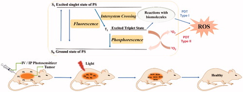 Figure 2. Photosensitisation process and mechanism of action of PDT.