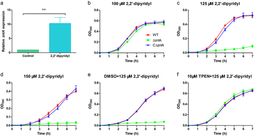 Figure 5. ZntA facilitates V. parahaemolyticus growth under Fe-restricted conditions by mediating Zn homeostasis. (A) Quantitative real-time PCR analysis of zntA expression in V. parahaemolyticus grown in TSB pretreated for 2 h with 150 μM 2,2ʹ-dipyridyl compared with absolute ethanol. Results represent the means and standard deviations from three independent experiments. Significance was determined using a two-tailed paired t-test. **, p < .01. (B-D) growth curves of the strains in TSB supplemented with different concentrations of 2,2ʹ-dipyridyl, as indicated in each panel (B-D). (E-F) growth curves of the strains in DMSO-pretreated TSB supplemented with 125 μM 2,2ʹ-dipyridyl (E), or TPEN (10 μM)-pretreated TSB supplemented with 125 μM 2,2ʹ-dipyridyl (F). Growth curves were drawn by measuring the OD595. The graphs show the means and standard deviations from three wells in a representative experiment.