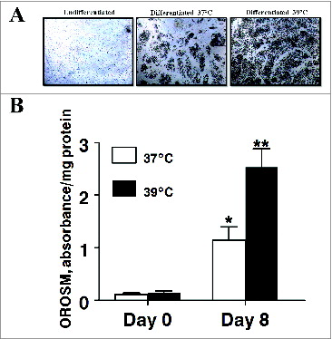Figure 3. The effect of incubation temperature on the number of lipid-filled adipocytes and accumulation of Oil Red O-stained material (OROSM) present in primary cultures of differentiating porcine preadipocytes on d 8 after induction of differentiation. (A) Stromal-vascular cells were isolated from porcine adipose tissue, seeded at a concentration of 5 × 104 cells/cm2 in plating medium, and incubated for 24 h at 37°C (designated d −1). Differentiating preadipocytes were continuously incubated at either 37°C or 39°C for 8 d after induction. The microscopic magnification was 10× for all images. (B) Stromal-vascular cells were isolated and treated as above. On d 8, plates were stained with Oil Red O, and the extracted stain was quantified spectrophotometrically. The amount of OROSM per well was expressed relative to the protein content of unstained wells receiving similar treatment on the same plate. Data are means ± SEM from 6 experiments, each performed with cells harvested from a different pig.