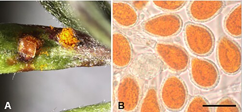 Figure 19. Puccinia oleariae-bullatae on Olearia bullata: A, Uredinia. B, Urediniospores. Scale bar = 20 μm.