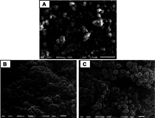 Figure 1 Scanning electron microscopy.Notes: (A) Free diosmin, (B) uncoated diosmin-PLGA nanoparticles (F5), and (C) chitosan-coated PLGA nanoparticles (F14).Abbreviation: PLGA, poly(d,l-lactide-co-glycolide).