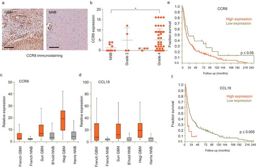 Figure 4. CCR8 and CCL18 expression levels are increased in GBM and are indicators of poor prognosis. (a) Representative pictures of a GBM TMA immunostained against CCR8 (scale bar: 200 µm). (b) Scoring of CCR8 immunoreactivity on TMA of GBM of different grades and healthy tissue. * indicates p-value ≤0.05 (t-test). (c,d) CCR8 and CCL18 mRNA expression analysis on datasets using R2 Analysis and Visualisation Platform. X-axis shows the dataset used. (e,f) Survival analysis of patients expressing high and low levels of CCR8 and CCL18 mRNA, respectively. For expression and Kaplan–Meier analyses R2 online platform (R2.amc.nl) was used. Differential expression was tested by t-test and significance of Kaplan analysis by Mann–Whitney test. p-values for CCR8 expression were 10–10 (Sun/Bechtold), 9–9 (Hegi/Harris) and ˃0.05 for the French dataset. p-values for CCL18 expression were 0.004 (Sun/Bechtold), 0.05 (Hegi/Harris) and 0.0003 for the French dataset.