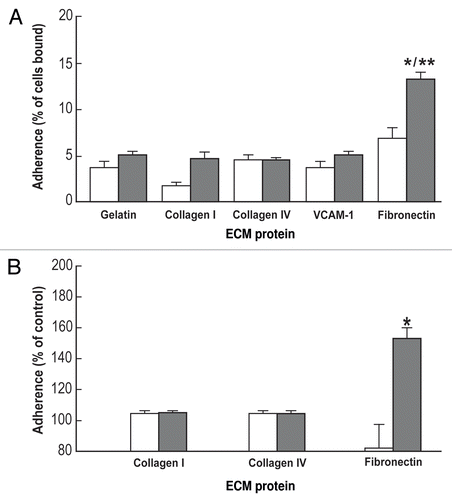 Figure 2 Growth of ES-D3 cells on fibronectin increased adhesion to anti-α5 antibody (A) and fibronectin (B). (A) 1.5 × 106 cells were cultured in flasks coated with, respectively, 0.1% gelatin, 30 µg/ml collagen I and IV, VCAM or 10 µg/ml fibronectin. Either left undifferentiated (white bars) or induced to differentiate by LIF deprivation (Method I, grey bars), the cells were harvested after three days with 0.5 mM EDTA, loaded with CMFDA and assayed for adhesion to anti-α5 antibody. The data represent mean ± SEM of three independent experiments, each performed in triplicates. *p < 0.05 compared to cells grown on gelatin; **p < 0.05 compared to undifferentiated cells grown on fibronectin. (B) The cells previously grown on either 0.1% gelatin (white bars) or 10 µg/ml fibronectin (gray bars) for three days in the absence of LIF (differentiation Method I) were harvested with 0.5 mM EDTA, loaded with CMFDA and assayed for adhesion to 30 µg/ml collagen I, 30 µg/ml collagen IV or 10 µg/ml fibronectin. The data represents mean ± SEM compared to undifferentiated control of three independent experiments, each performed in triplicates. *p < 0.05 compared to cells grown on gelatin and tested on fibronectin.