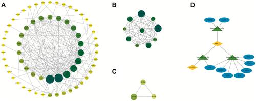 Figure 6 The protein–protein interaction (PPI) network for the ceRNA network-related genes. (A) In the network, the size of the nodes represents the degree of each node. (B and C) The two modules modularized by MCODE from the PPI network. (D) The ceRNA sub-network based on hub genes, ellipses represent mRNAs, diamonds represent lncRNAs, and triangles represent miRNAs.