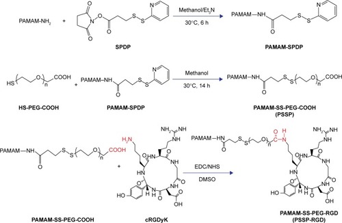 Figure 3 Synthesis of PSSP-RGD conjugates.Abbreviations: PAMAM, polyamidoamine; PEG, polyethylene glycol; PSSP, PAMAM-SS-PEG; RGD, arginine-glycine-aspartate; SPDP, N-succinimidyl 3-(2-pyridyldithio)-propionate.