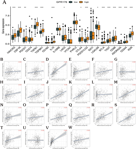 Figure 7 Correlation analysis of GRP176 expression with 22 GC common immune checkpoint genes. (A) Differential expression of 22 immune checkpoint genes between high and low GPR176 groups in GC (*p < 0.05; **p <0.01; ***p < 0.001). (B–W) Correlation of GPR176 in GC with 22 immune checkpoint genes in the TIMER portal (P<0.05).