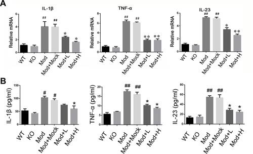 Figure 6 Levels of inflammatory cytokines in chronic IBD models. (A) The mRNA expression of IL-1β, TNF-α, and IL-23 of colon mucosa were measured by qRT-PCR. (B) The concentration of IL-1β, TNF-α, and IL-23 in the serum of mice were measured by ELISA. *P<0.05, **P < 0.01, vs DSS+Mock group; #P < 0.05, ##P < 0.01vs Normal group; n = 8 in each group.