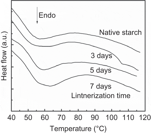 Figure 3. DSC thermograms of retrograded starch as a function of lintnerization time.Figura 3. Termogramas por DSC del almidón retrogradado en función del tiempo de lintnerización.