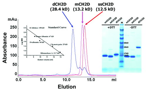 Figure 2. Size exclusion chromatography of mCH2D, ssCH2D and dCH2D. mCH2D and ssCH2D are monomeric and dCH2D is dimeric. Left insert: standard curve; right insert: SDS-PAGE under reducing (+DTT) and non-reducing (-DTT) conditions.