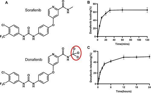 Figure 1 (A) Chemical formula of sorafenib and donafenib; (B) loading profiles of 100–300μm CBs with a maximal loading of 20 mg donafenib/g beads; (C) percentage curve of donafenib release.