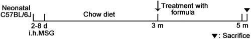 Figure 1. Scheme of MSG-induced obesity and administration of formula in neonatal mice.