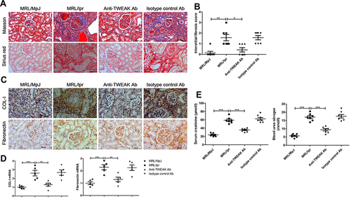 Figure 1 Neutralizing the anti-TWEAK antibody alleviated renal interstitial fibrosis. Thirteen-week-old MRL/lpr mice were treated via intraperitoneal injections of either 2 mg/kg anti-TWEAK antibody or 2 mg/kg isotype control antibody every other day for 56 days. (A) Masson’s trichrome and Sirius red staining were used to measure the deposition of collagen fibers in the renal interstitium (n = 7/group) (scale bar, 50 μm). (B) Interstitial fibrosis scores were evaluated blindly by the same pathologist (n = 7/group). The expression levels of COL-I and fibronectin in the kidneys were detected using immunohistochemical staining (C) (scale bar, 100 μm) and quantitative reverse transcription PCR (D), respectively (n = 5/group). (E) The levels of blood urea nitrogen and serum creatinine were also determined (n = 7/group). The results are expressed as mean ± SEM; *p < 0.05, **p < 0.01, ***p < 0.001.