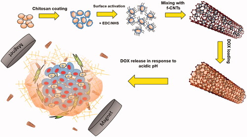 Figure 1. Schematic view of the whole synthesis, drug loading and release behaviour of the hybrid magnetic CNT in the tumour microenvironment.