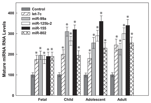 Figure 2 Hsa21-derived miRNAs are overexpressed in human DS pre-frontal cortex brain specimens. Mature Hsa21-derived miRNAs were quantified utilizing RT-PCR as previously described by our laboratoryCitation40,Citation42,Citation85,Citation86 using total RNA isolated from human fetal (18–22 weeks of gestation), child (1–8 years), adolescent (9–19 years old) and adult (20–50 years old) prefrontal cortex specimens from control and DS (age- and sex-matched, n = 3–5) samples. Gene expression was calculated relative to 18S rRNA and the data are expressed as percent over control (variation between control samples was never greater than 5%), which was assigned a value of 100%. The error bars represent the average ± S.E. of triplicate samples repeated in at least three independent experiments (*p < 0.01 DS vs. control).