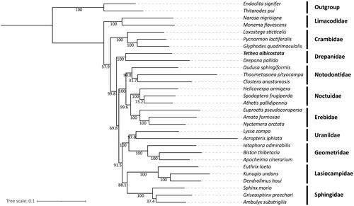 Figure 3. Maximum-likelihood (ML) tree of 29 Lepidopteran species based on the complete mitogenome sequences. Endoclita signifer and Thitarodes pui were used as outgroups. The numbers below the branches were the bootstrap values. A summary of the 29 Lepidoptera species used in the phylogenetic tree is shown in Supporting Information Table S1.