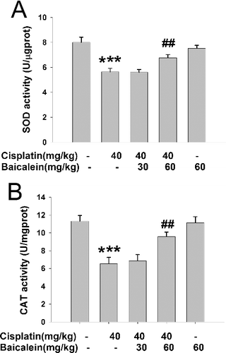 Figure 4. The activities of liver SOD (A) and CAT (B) in cisplatin-treated mice with or without administration of baicalein.