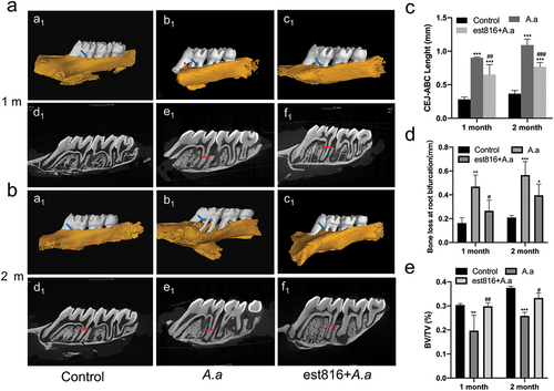 Figure 3. The results of micro-CT showing the effect of est816 on periodontitis in rats. (a-b) micro-CT exhibiting the bone loss at root bifurcation (a1, b1 and c1) and at alveolar bone crest (d1, e1 and f1) in the control, A. actinomycetemcomitans, and est816+A. actinomycetemcomitans groups after 1 and 2 months of treatment; (blue arrows point the region of root bifurcation; red arrows indicate the alveolar crest); (c-e) light and volume measurements showing alveolar crest resorption, bone loss of root bifurcation, and BV/TV of the DOI region in the control, A. actinomycetemcomitans, and est816+A. actinomycetemcomitans groups during 1 and 2 months, respectively (A. actinomycetemcomitans group and est816 + A. actinomycetemcomitans groups were compared with the control group, *p < 0.05, **p < 0.01, ***p < 0.001; est816 +A. actinomycetemcomitans group was compared with the A. actinomycetemcomitans group, #p < 0.05, ##p < 0.01, ###p < 0.001).