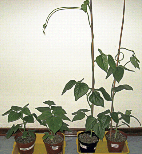 Figure 1: Cowpea landraces after plants at the third foliar stage were maintained for two weeks under well-watered conditions (right) or exposed for two weeks to drought conditions (left) by withholding water