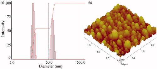 Figure 4. Size distribution of arginine-dispersed DTX-PM measured by DLS (a) and Atom Force Microscopy (AFM) of the DTX-PM (b).