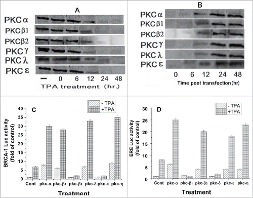 Figure 3. Effect of PKC isoforms on BRCA1 and ERE expression. (A) MCF-7 cells were treated with 50 nM TPA and at different periods of time post treatment the cells were extracted and examined for the different PKC isoforms expression by western blot analysis with the appropriate monoclonal antibodies. (B) Cells were treated with TPA for 24hs to deplete all cellular PKCs and then transfected with plasmids expressing the PKC isoforms (1 μg) and at different periods of time post treatment PKC isoforms expression was determined by western blot analysis. In (C) and (D) cells were transfected with plasmids expressing either BRCA1-Luc (1 μg) or ERE-Luc (1 μg) respectively, treated with TPA for 24hs and then transfected with plasmids expressing different PKC isoforms (1 μg). The cells were harvested at 24h post transfection for analyzing the reporter expression. The presented results are an average of 3 repeated experiments ± SE.