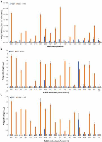 Figure 2. Affinity and specificity of selected antibodies. Relative binding affinity of (A) monoclonal yeast-displayed scFvs (measured at antigen concentration below saturation) and minibodies, i.e. scFv-Fc chimeras (human Fc, B; rabbit Fc, C). Data include binding to a negative control antigen (ubiquitin, UBI), and a negative control human anti-influenza M2 antibody (A and C) called Z3. The height of each bar is an average of three measurements and the error bars correspond to the standard deviations calculated for each set of three measurements Three bar graphs are shown one on top of the other (top: A; middle: B, and bottom: C). X-axes indicate the antibody corresponding to each set of blue, orange, and gray bars. The titles of these axes are: Yeast displayed scFv (graph A); Human minibodies (scFv-human Fc) (graph B); Rabbit minibodies (scFv-rabbit Fc). Y-axes represent antibody binding as a function of either yeast-bound fluorescent streptavidin (graph A), and anti-human or anti-rabbit antibody (HRP conjugated) bound to plate-immobilized minibody (graphs B and C). The titles of these axes are: Antigen binding (Alexa 633 fluorescence) (Graph A); Antigen binding (Abs450) (Graphs B and C). The bar colors represent binding to RBD1 (blue bars), RBD2 (orange bars), and ubiquitin (negative antigen, gray bars). For most of the antibodies, the blue bars’ height is comparable to the gray bars’ height, and the orange bar is taller by a factor of 10. Antibody E08 and R04 are exceptions for which there is a significant interaction with RBD1 (blue bar higher than gray bar) which in the case of antibody R04 is stronger than the interaction with RBD2 (blue bar higher than orange bar). Negative antibodies Z3 (anti influenza used for graph A and C) show only background binding to each antigen (low bar height).