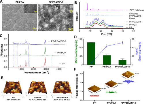 Figure 1 Characterization of modified substrates. (A) SEM imaging for exploring the morphological feature of PP/PDA and PP/PDA/ZIF-8 substrates. Images with higher magnification are shown as inserts. (B) XRD crystalline patterns of the PP, PP/PDA, and PP/PDA/ZIF-8 membranes compared to the simulated ZIF-8 coated sample and ZIF-8 database. (C) FTIR spectra obtained from PP, PP/PDA, and PP/PDA/ZIF-8 samples. Blue and green dash lines show characteristic peaks for ZIF-8 and PDA-PEI, respectively. (D) Water contact angle measurement and calculated surface free energy for PP, PP/PDA, and PP/PDA/ZIF-8. Each sample was assessed in three replicates for 10 seconds. Data is represented as mean ± SEM, * p<0.05. (E) 3D AFM topographical images and measured surface roughness values of PP, PP/PDA, and PP/PDA/ZIF-8 substrates. (F) Surface elastic modulus measurement for PP, PP/PDA, and PP/PDA/ZIF-8 substrates by PeakForce AFM. Individual values are presented for 256 samples/line in each specimen with the corresponding mean value.