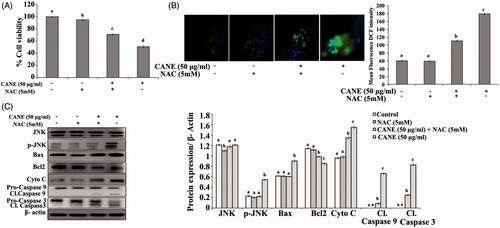 Figure 8. NAC mitigates the CANE induced mitochondrial-mediated apoptosis in A549DR cells. (A) Effects of ROS scavenger NAC on CANE-induced cell death evaluated by MTT assay. (B) CANE-induced ROS production abolished H2DCFDA fluorescence in presence of NAC. Images were taken at 40× magnification [scale bar= 0.1 mm]. (C) Western blotting of apoptosis pathway markers, β-actin used as loading control. Densitometry analysis was determined by Image J software. Each value in the graph represents as the mean ± SD of three independent experiments. Values with different superscripts differ significantly from each other (p < .05).