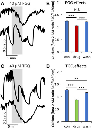 Figure 3 α-PGG and 6Cl-TGQ reduced glucose-stimulated intracellular calcium [Ca2+]i response. (A and C) [Ca2+]i traces showing effects of 5-min exposure to α-PGG (A) and 6CI-TGQ (C) in 16mM glucose. (B and D) Mean intracellular calcium ± SEM before (con), during (drug), and after (wash) exposure to α-PGG (B) and 6CI-TGQ (D). N=10–15 islets were used for testing each compound. N.S. = not significant, **P<0.01. ***P<0.001.