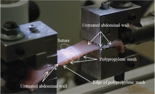 Figure 2 Tensiometer branches with anchored samples during biomechanical analyses.