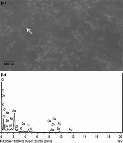 Figure 4. SEM and EDX analysis (a) representative SEM micrograph of gold nanoparticles synthesized by B. licheniformis cell lysate supernatant; (b) Spot EDX profile confirming the presence of gold in sample.
